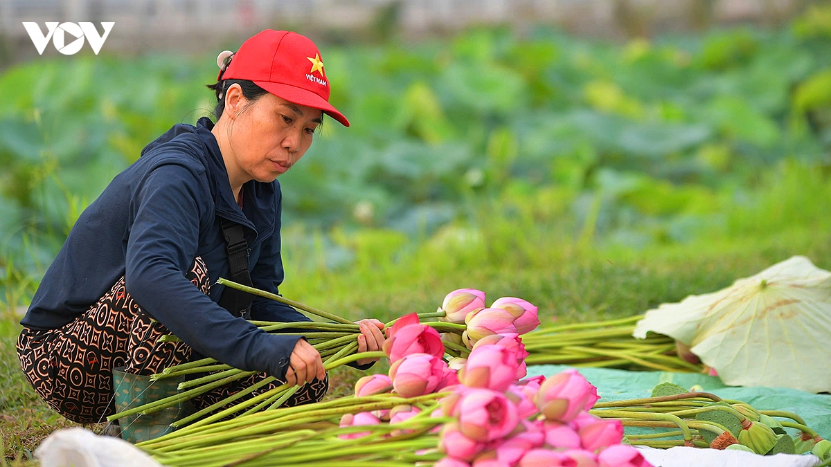 le hoi sen ha noi 2026 ton vinh nghe thuat uop tra sen truyen thong quang an hinh anh 9