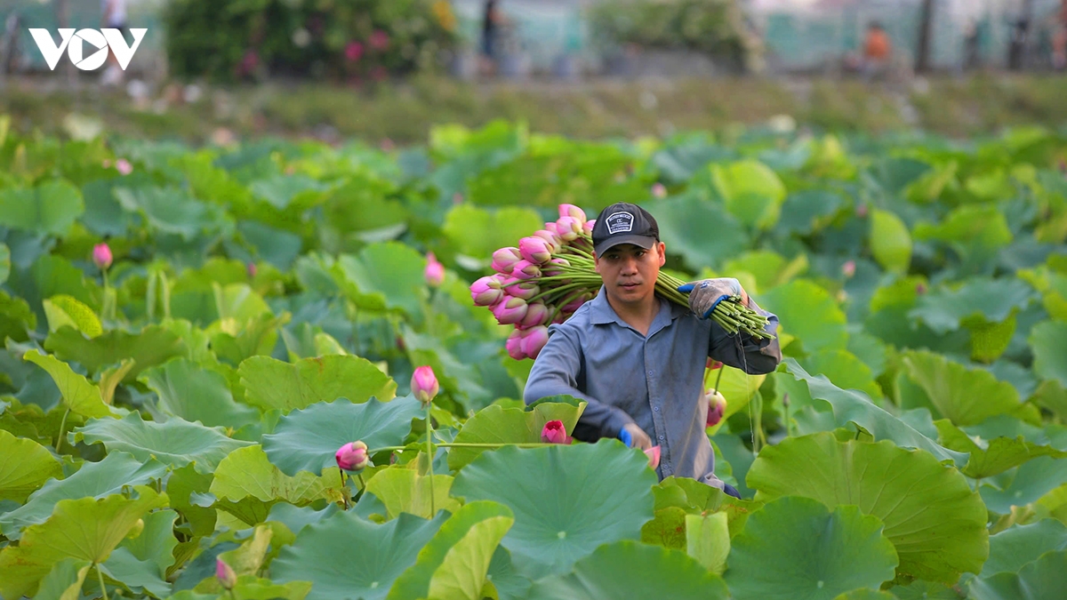 le hoi sen ha noi 2026 ton vinh nghe thuat uop tra sen truyen thong quang an hinh anh 5
