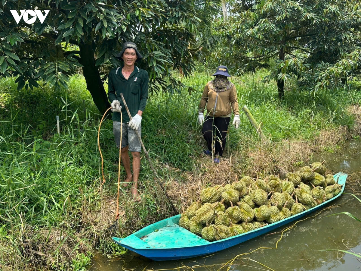 trai_sau_rieng_tai_tinh_dong_thap_nang_suat_san_luong_cao_nhung_dau_ra_gap_bap_benh_nhat_la_cac_rao_can_cua_nuoc_nhap_khau.jpg