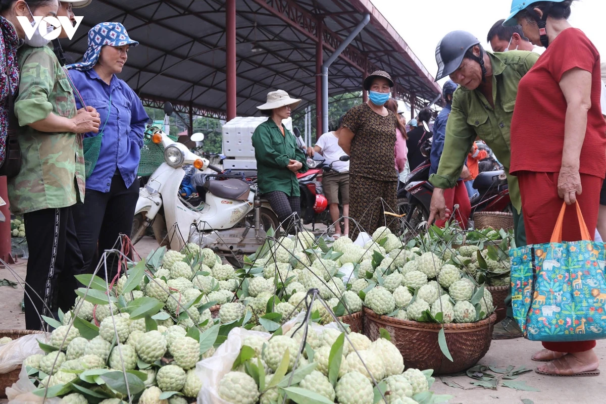 tu_thu_phu_na_chi_lang_nguoi_nong_dan_ky_vong_dai_hoi_toan_quoc_hoi_nong_dan_viet_nam_lan_thu_ix_se_co_nhung_quyet_sach_manh_me_hon_nham_ho_tro_phat_trien_nong_nghiep_cong_nghe_cao_nong_nghiep_xanh.jpg