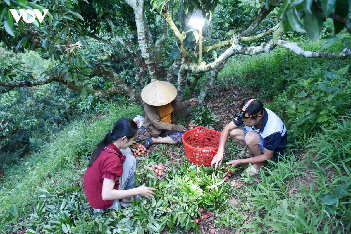 gia vai thieu bac ninh dat dinh, doanh thu toan vu gan 6.000 ty dong hinh anh 1