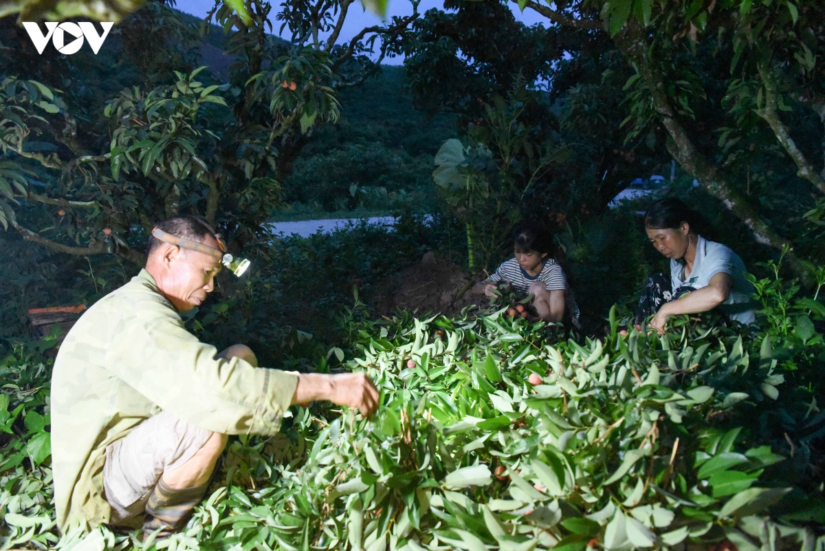 khong con canh thuc trang dem hai vai thieu o bac ninh nhu moi nam hinh anh 2