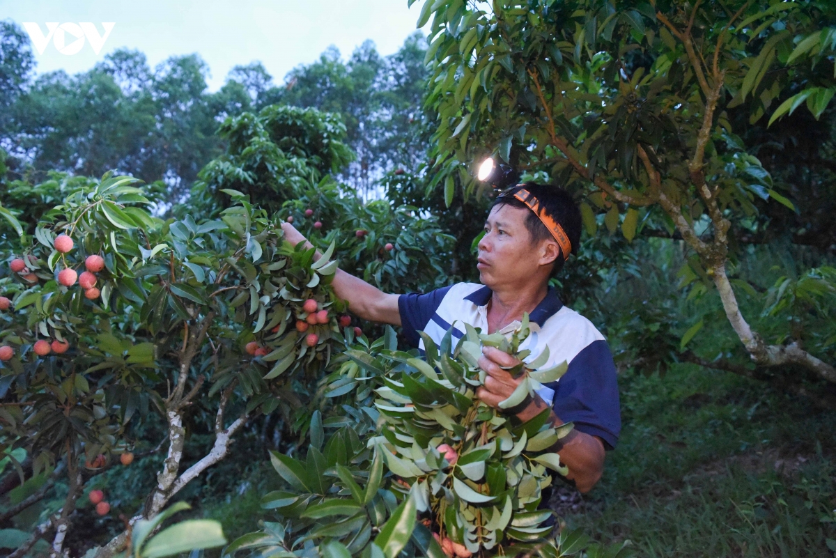 khong con canh thuc trang dem hai vai thieu o bac ninh nhu moi nam hinh anh 5
