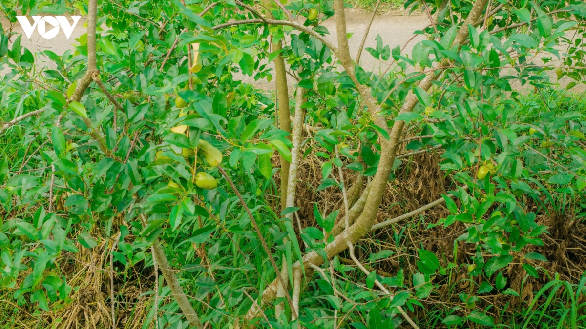 khong ngo loai trai moc dai ven bo kenh lai co gia 80.000 dong kg hinh anh 1