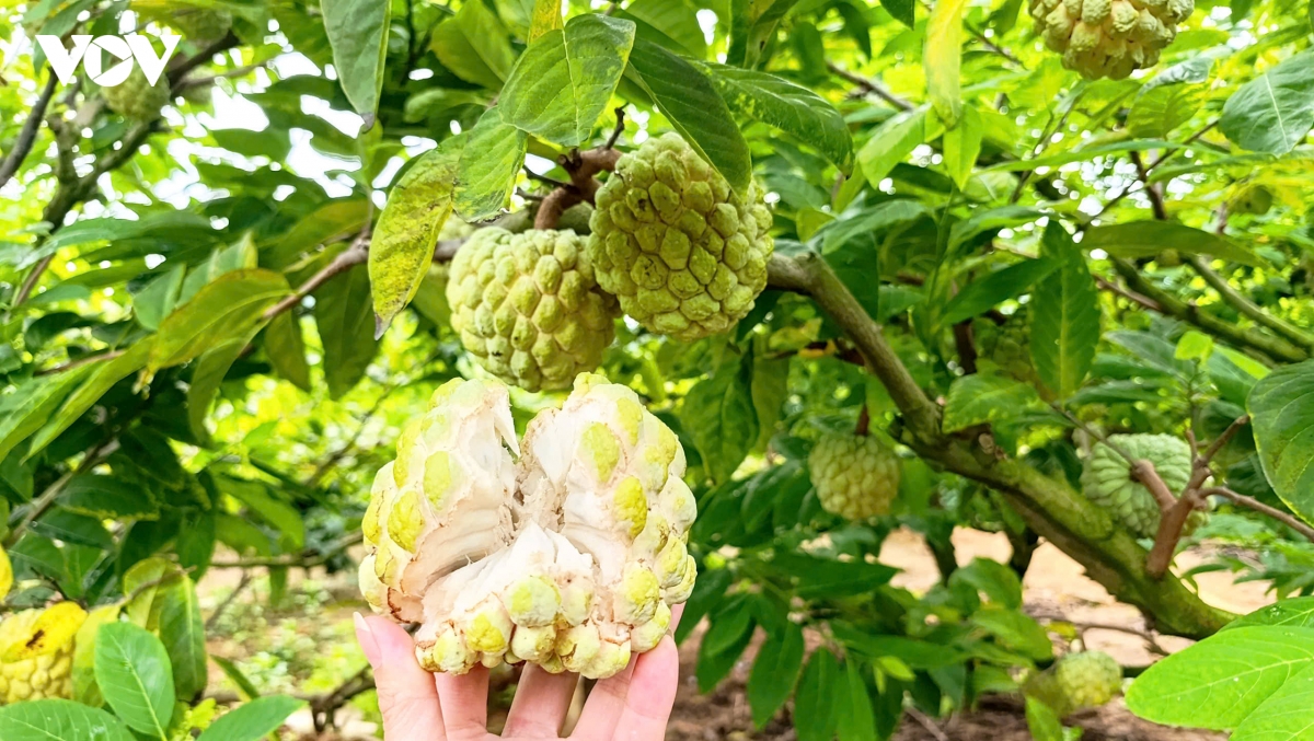na bo Dong trieu quang ninh vao vu, nong dan hai ra tien nho canh tac an toan hinh anh 2