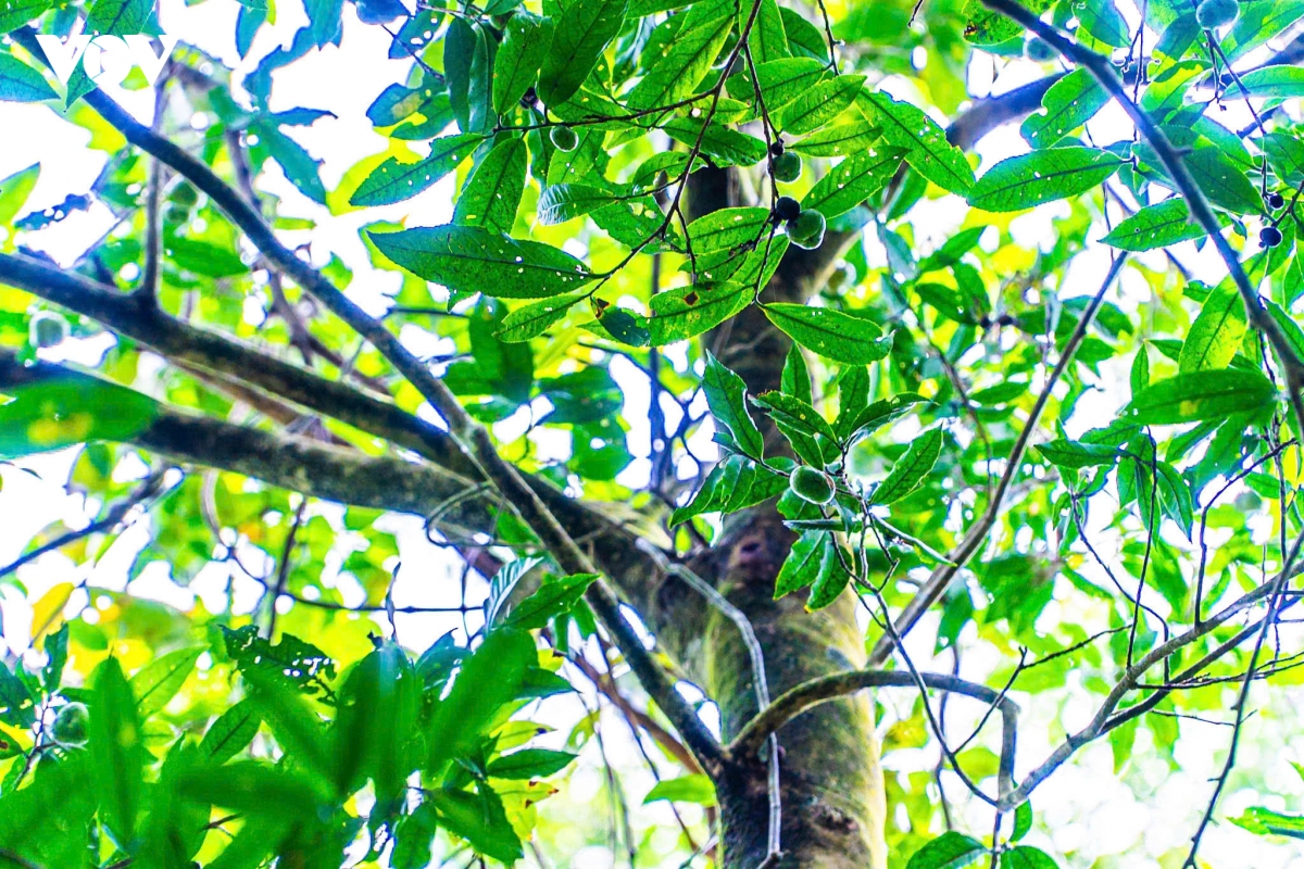 quang ninh hanh trinh danh thuc nhung lao tra tram tuoi tai vung dat Duong hoa hinh anh 11