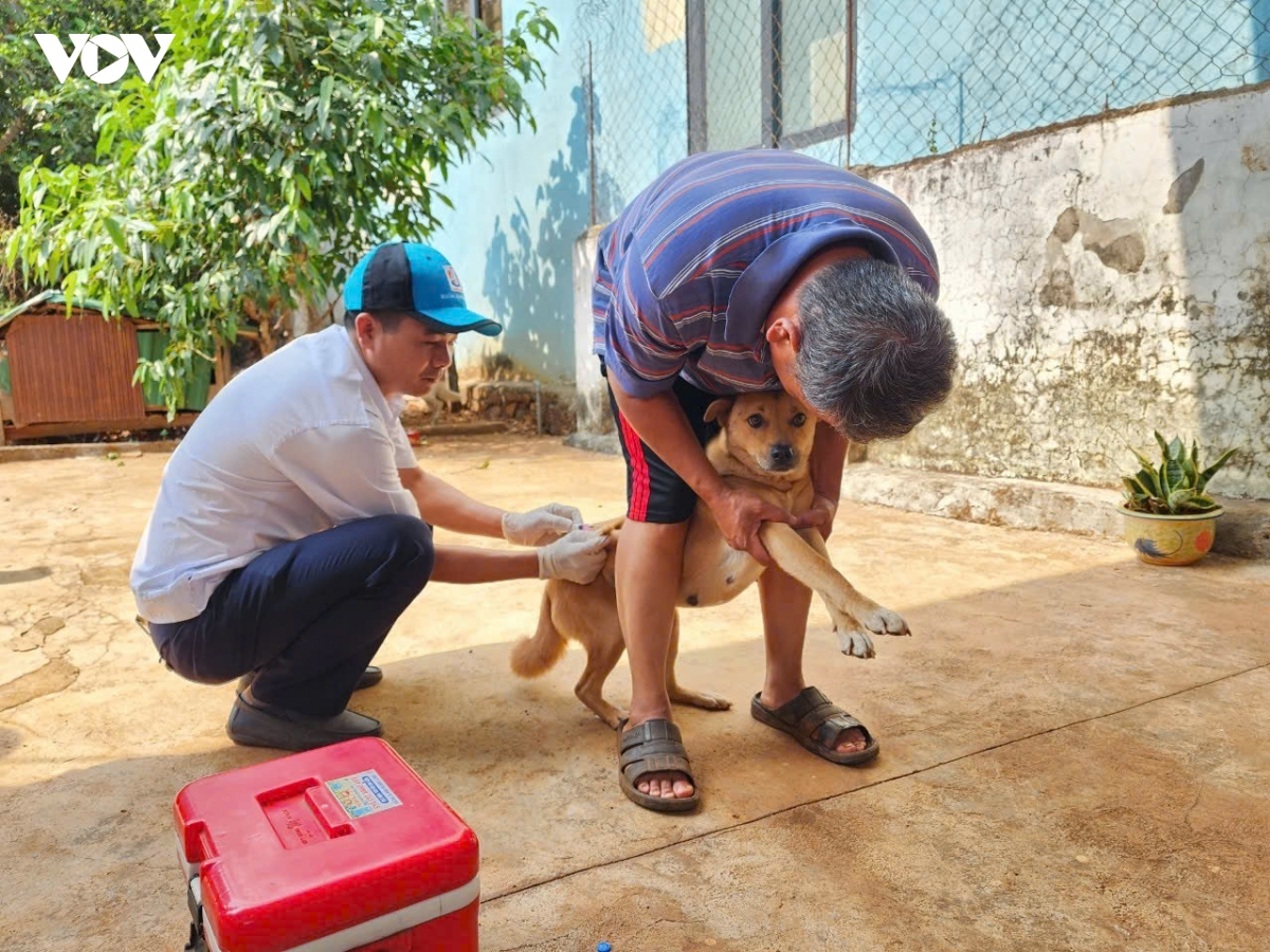 Dak lak chu dong ung pho truoc nguy co virus moi tren dan vat nuoi hinh anh 1