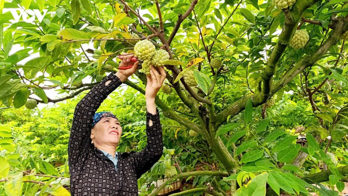na bo Dong trieu quang ninh vao vu, nong dan hai ra tien nho canh tac an toan hinh anh 3