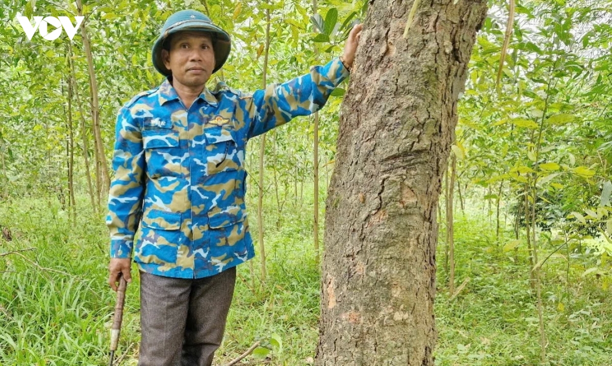 Dong bao co tu vuon len lam giau tu trong rung go lon hinh anh 2