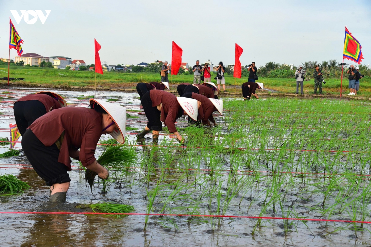 ron rang ngay hoi xuong dong tren dao ha nam o quang ninh hinh anh 3