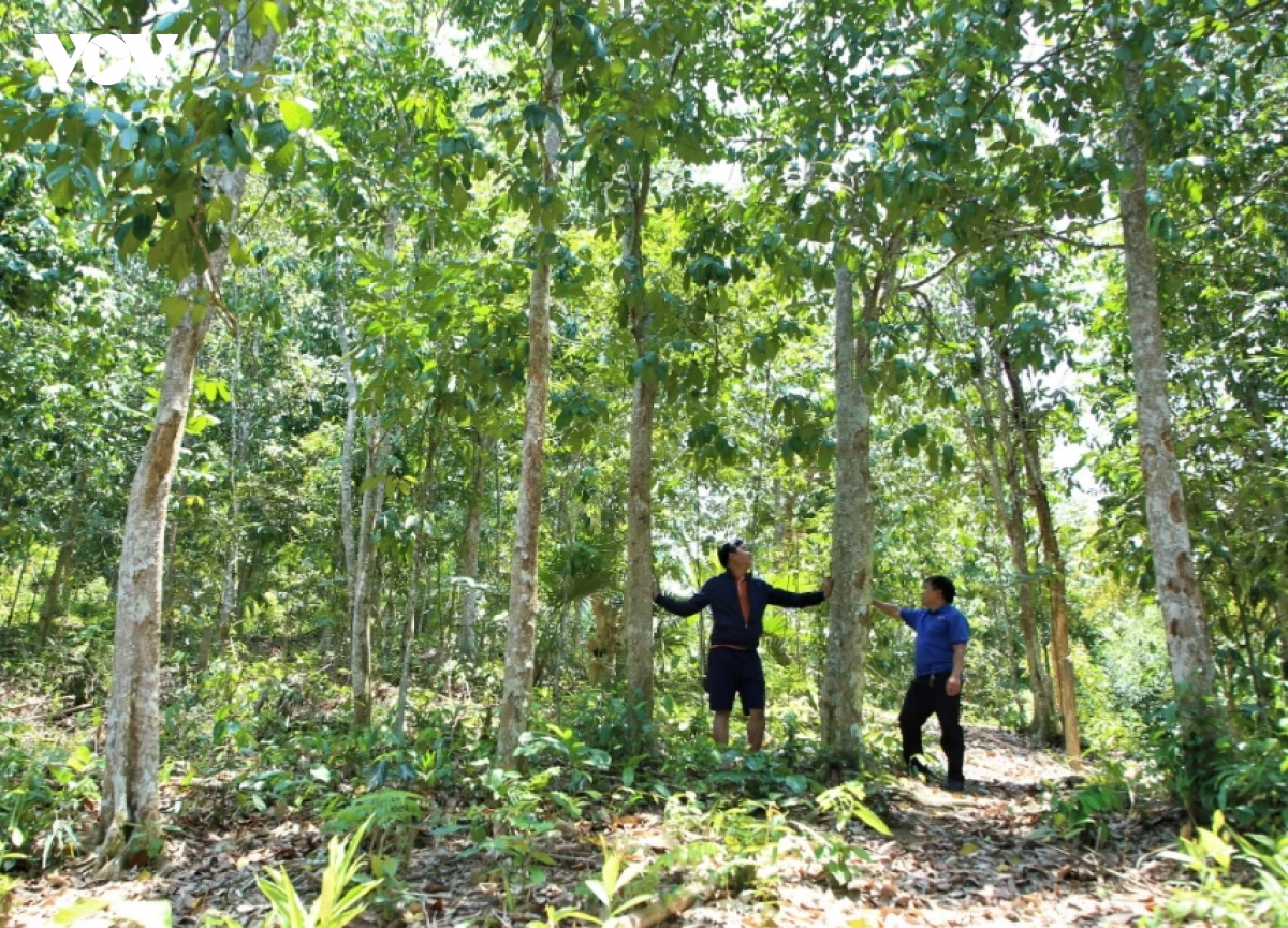 Dong bao co tu vuon len lam giau tu trong rung go lon hinh anh 3
