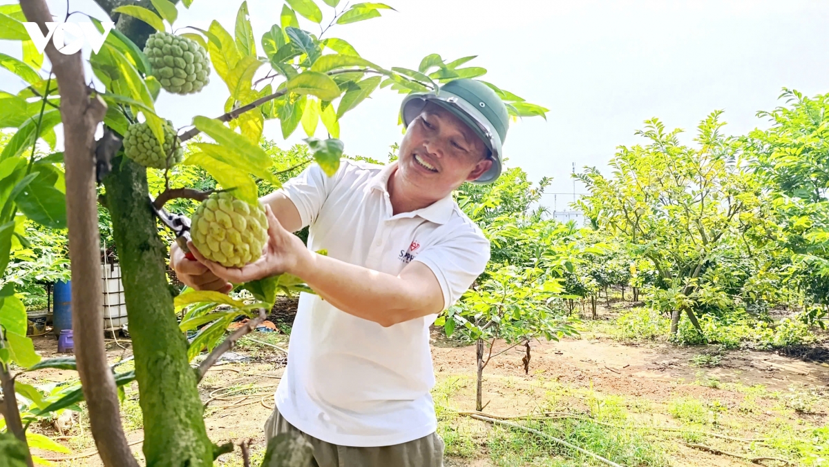 na bo Dong trieu quang ninh vao vu, nong dan hai ra tien nho canh tac an toan hinh anh 4
