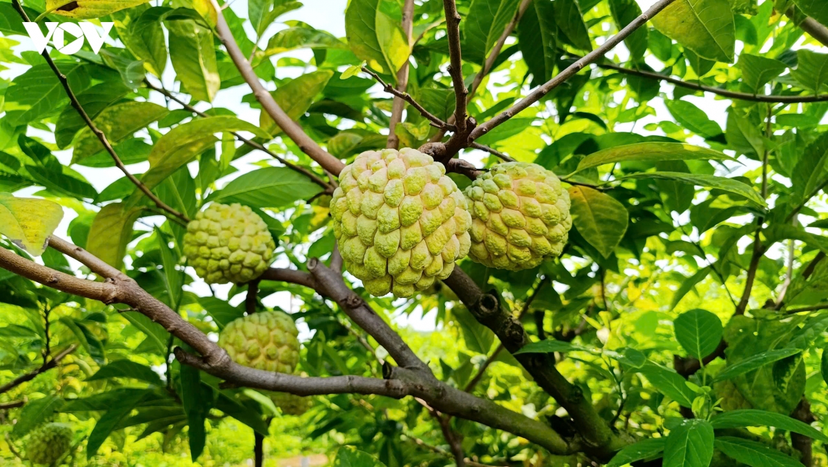 na bo Dong trieu quang ninh vao vu, nong dan hai ra tien nho canh tac an toan hinh anh 1