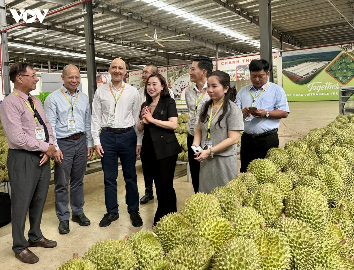 Dak lak siet quan ly, kien nghi go vuong cho xuat khau sau rieng hinh anh 1
