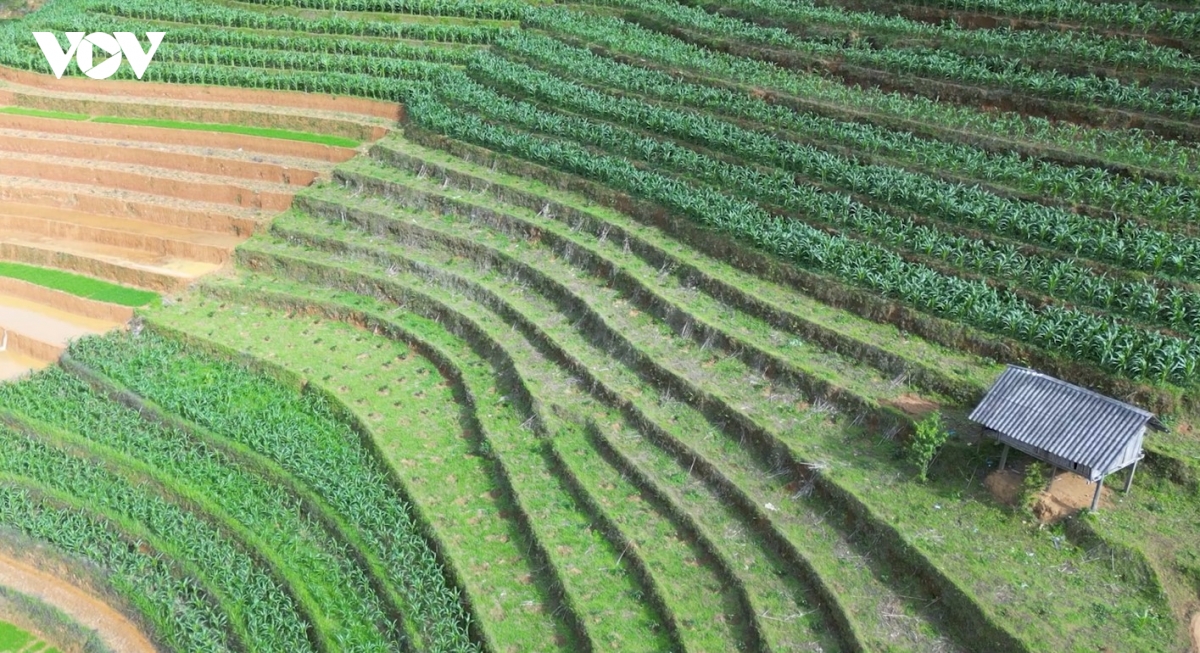danh thang ruong bac thang mu cang chai khat nuoc hinh anh 1