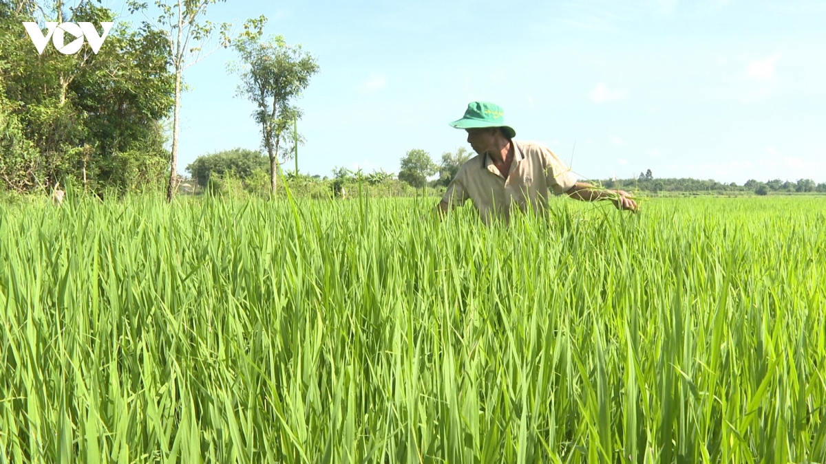 bi quyet lam giau cua cap vo chong nguoi chau ro o lam Dong hinh anh 2