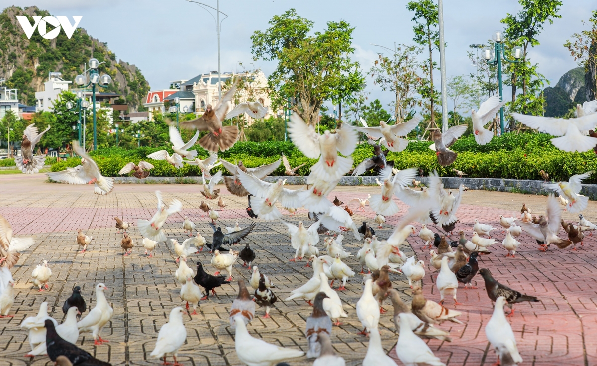 Dan bo cau 500 con bay rop cong vien hoa ha long hinh anh 2