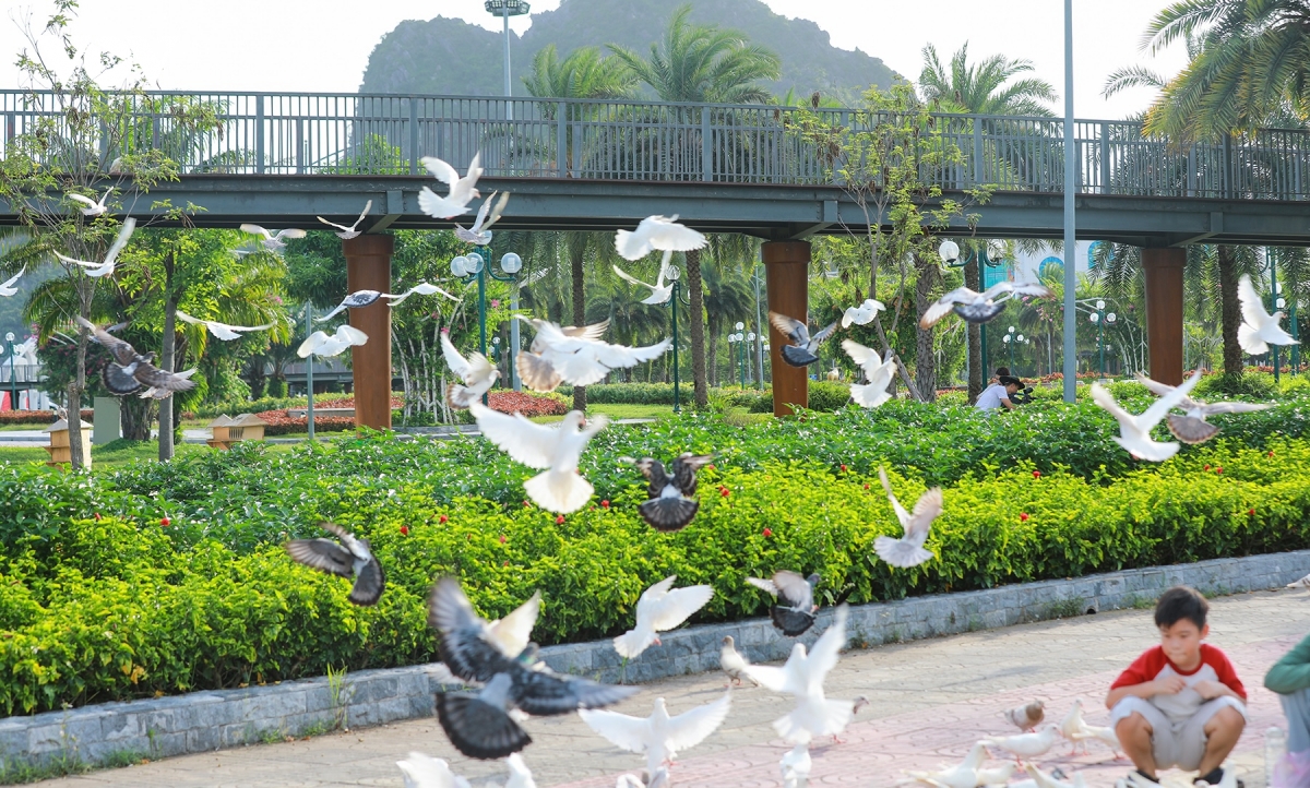 Dan bo cau 500 con bay rop cong vien hoa ha long hinh anh 8