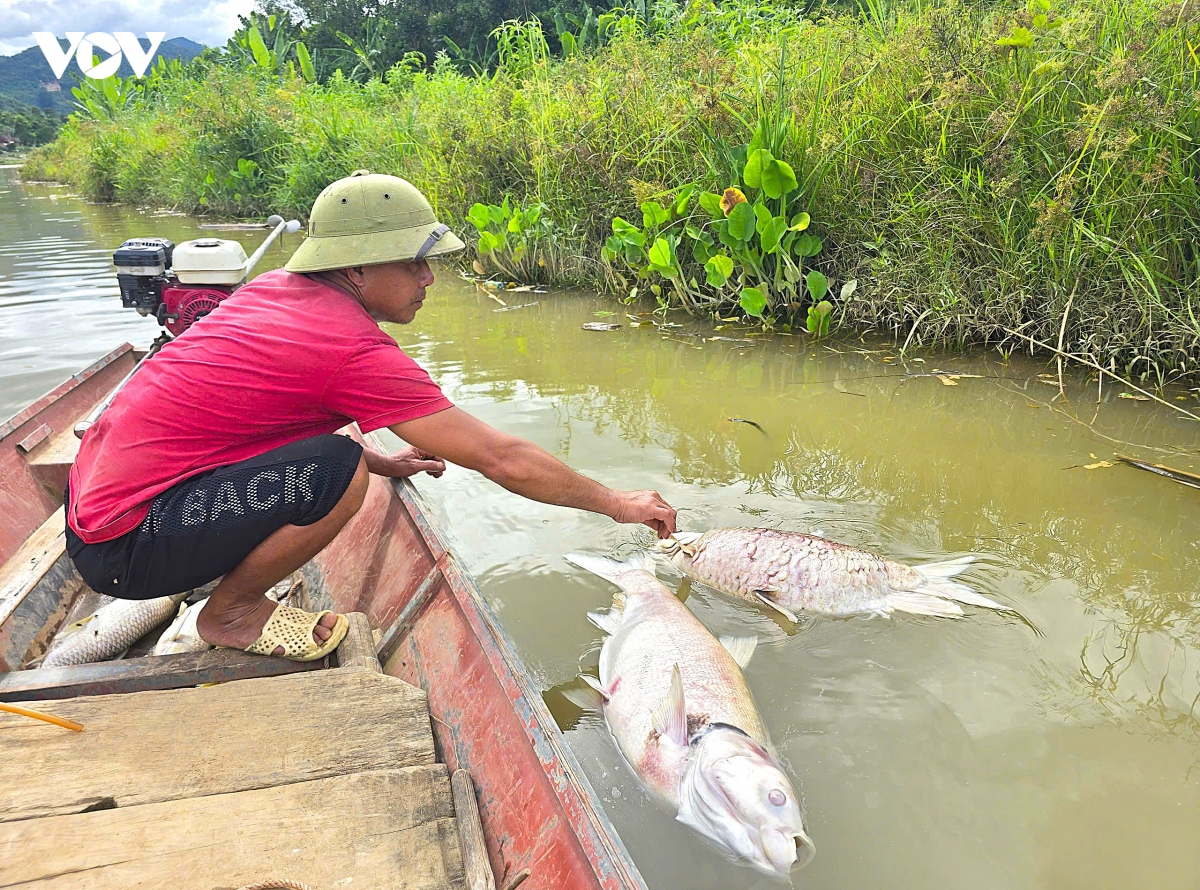 ca nuoi, ca tu nhien chet hang loat tren song lam o nghe an hinh anh 1