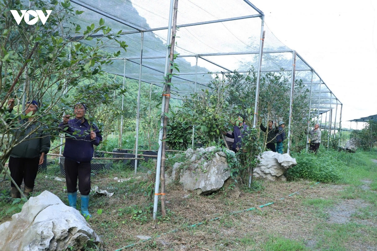 Doi moi sang tao danh thuc nguon gen quy tra hoa vang cuc phuong hinh anh 5