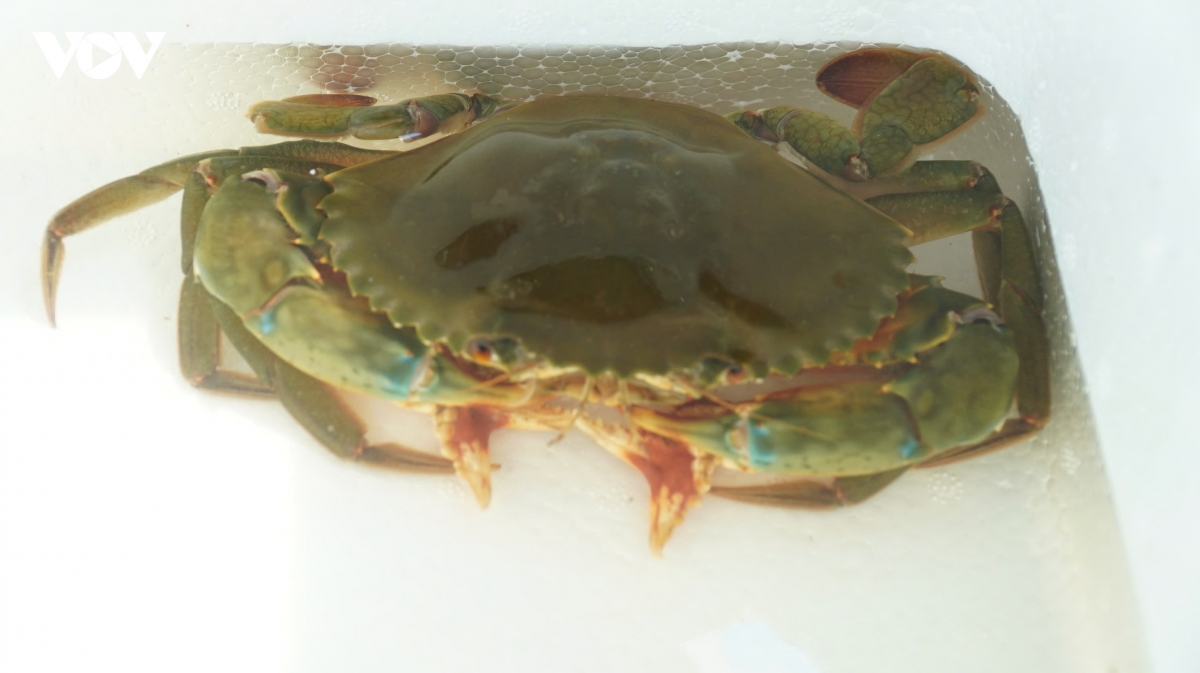 xon xao con cua bien dot bien co 2 cang nhung 4 kep hinh anh 3