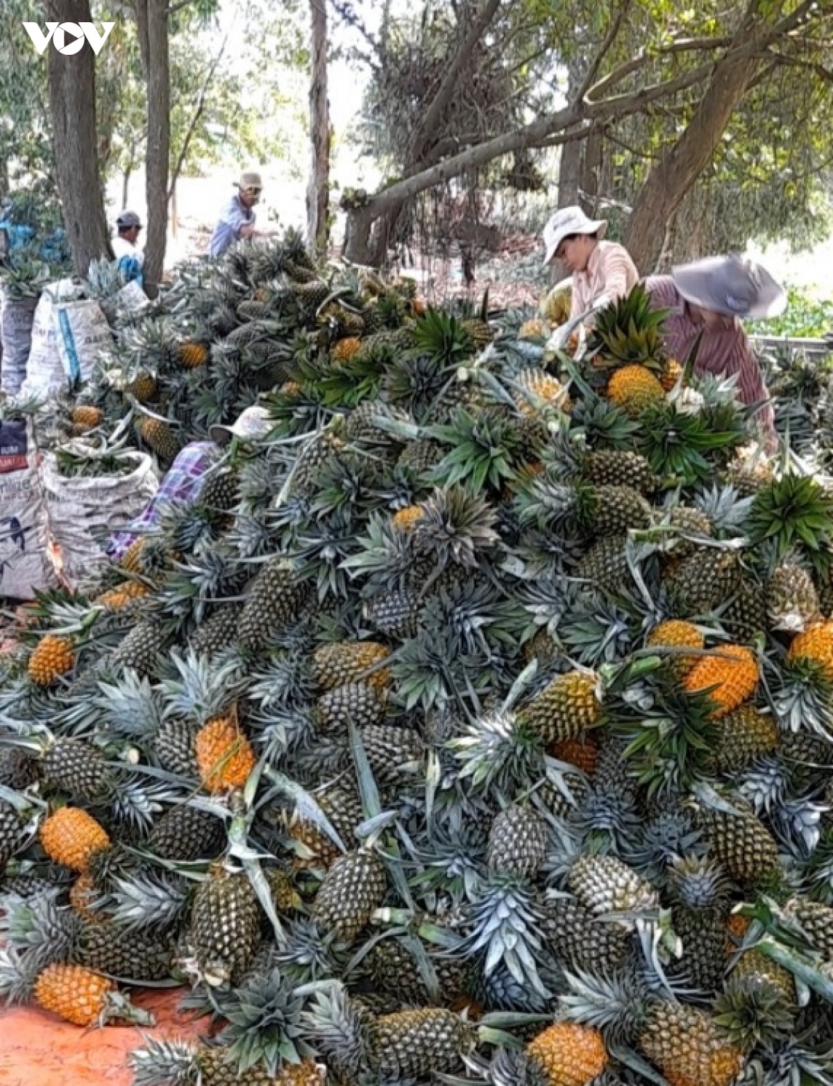 gia dua tai Dong thap tang gan gap doi, nong dan phan khoi hinh anh 2