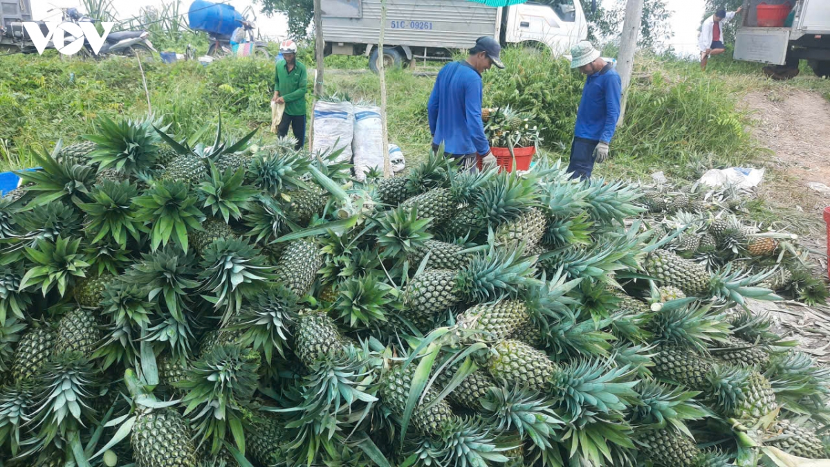 gia dua tai Dong thap tang gan gap doi, nong dan phan khoi hinh anh 1