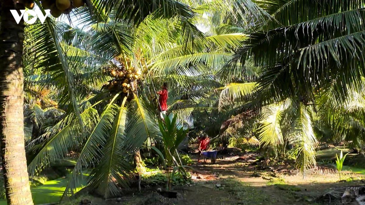Vĩnh Long nghiêm cấm nhân nuôi, phát tán đuông dừa trái phép
