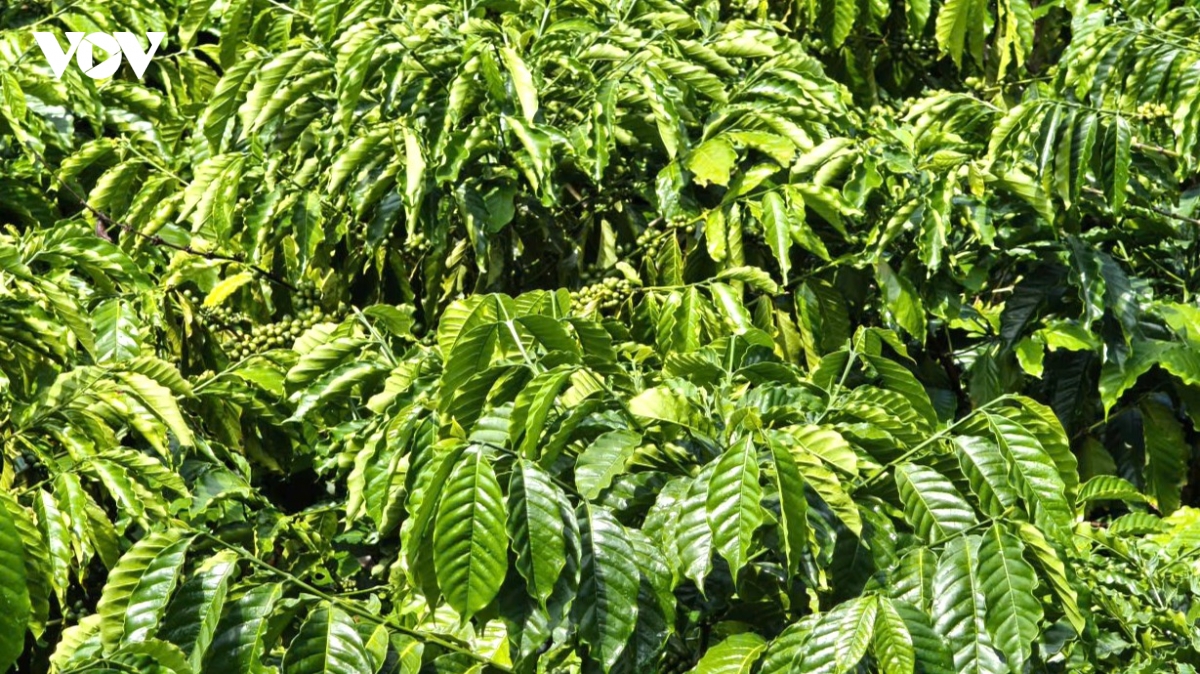 nang chat ca phe robusta viet tu goc hinh anh 2