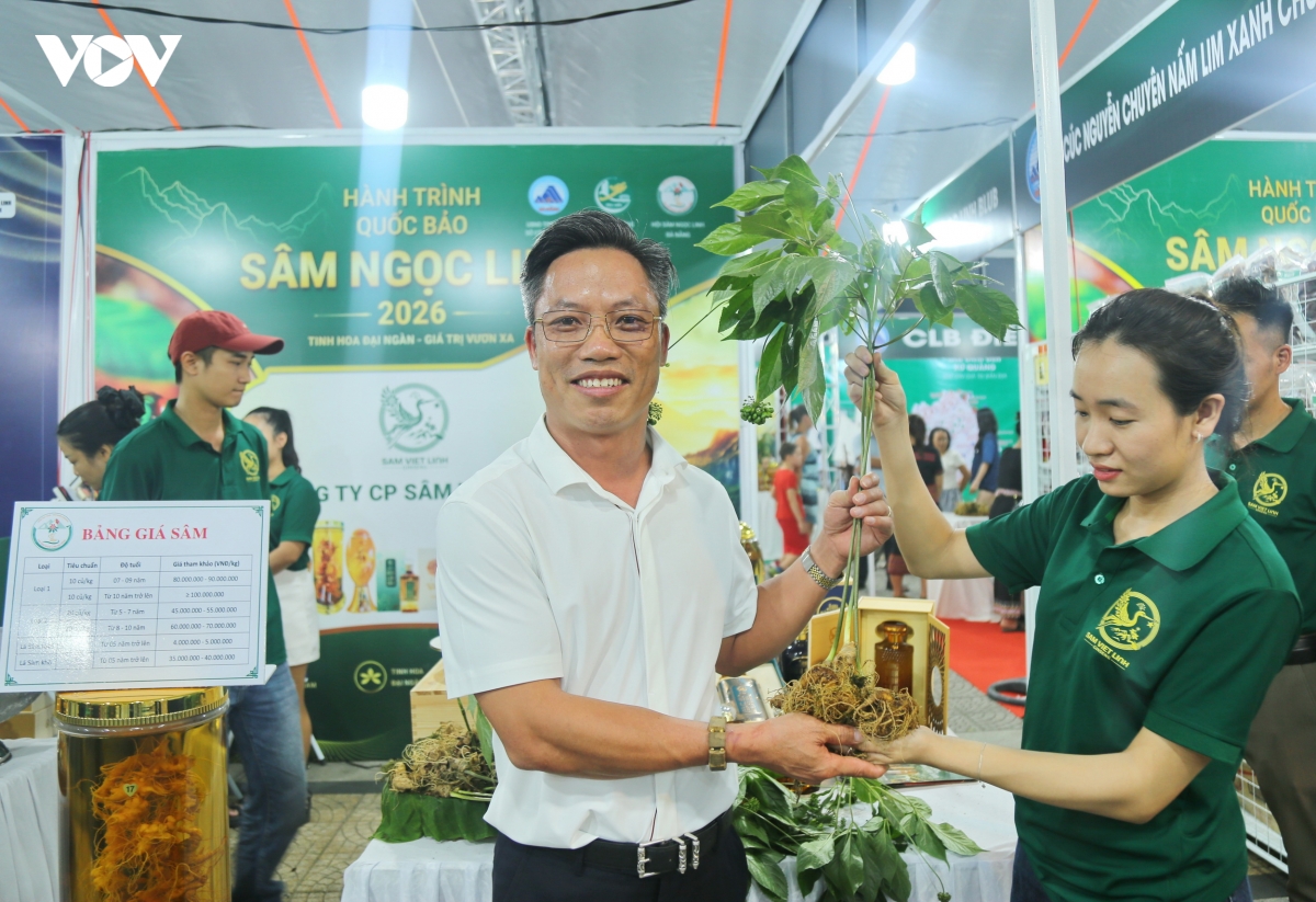 Da nang lan dau dung khong gian trung bay sam ngoc linh canh cho dem son tra hinh anh 2