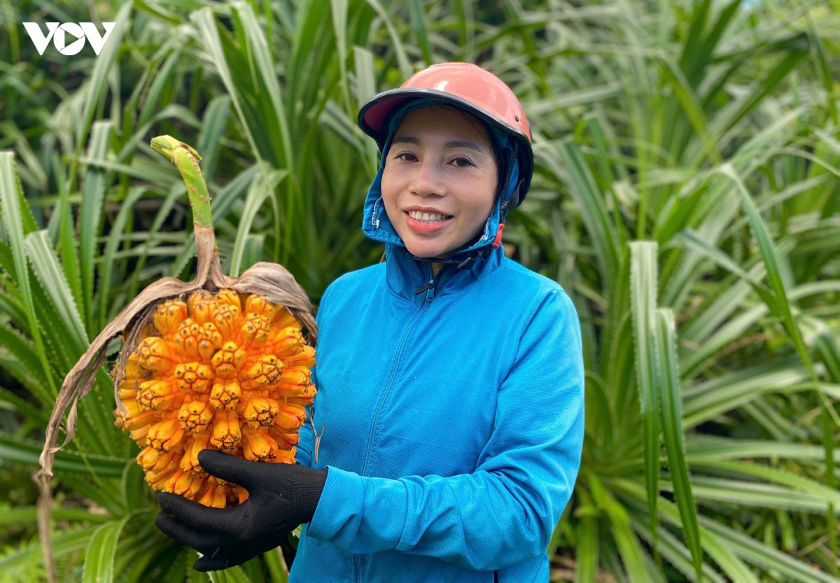 san loc rung giua bien khoi thanh lan co to hinh anh 2