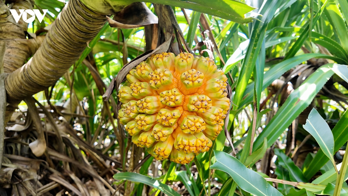 san loc rung giua bien khoi thanh lan co to hinh anh 3