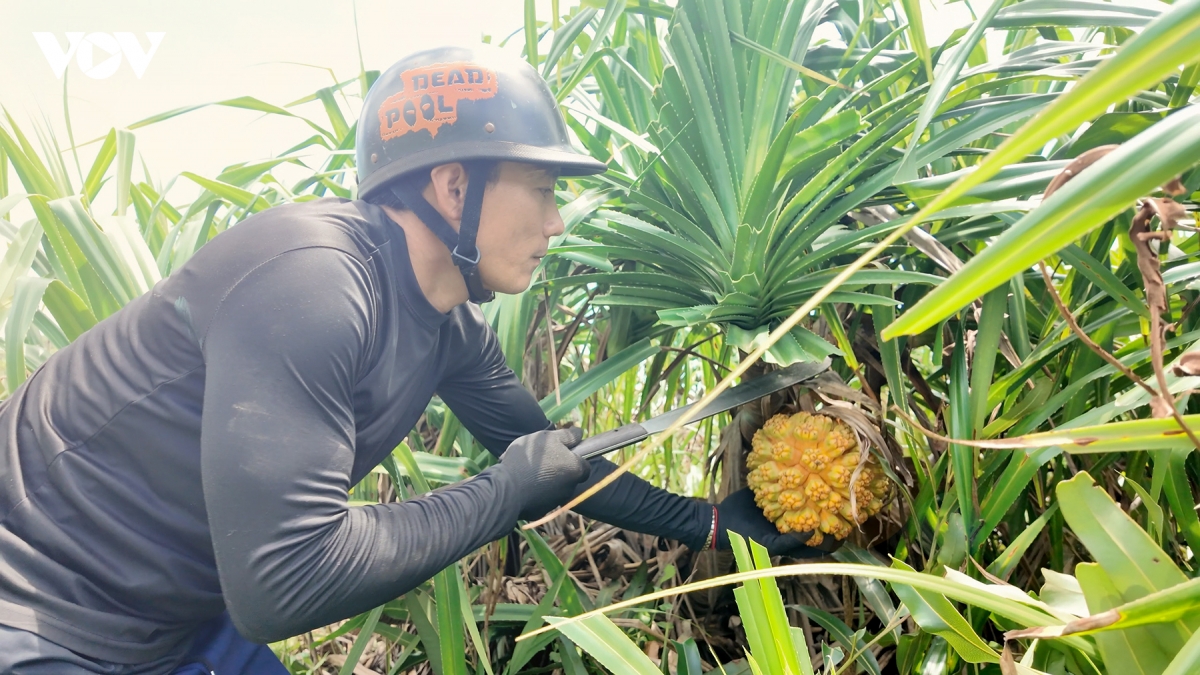 san loc rung giua bien khoi thanh lan co to hinh anh 4