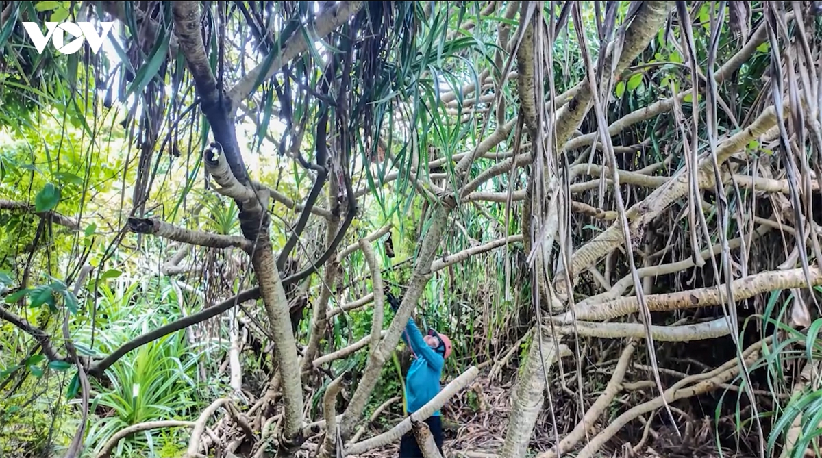 san loc rung giua bien khoi thanh lan co to hinh anh 5