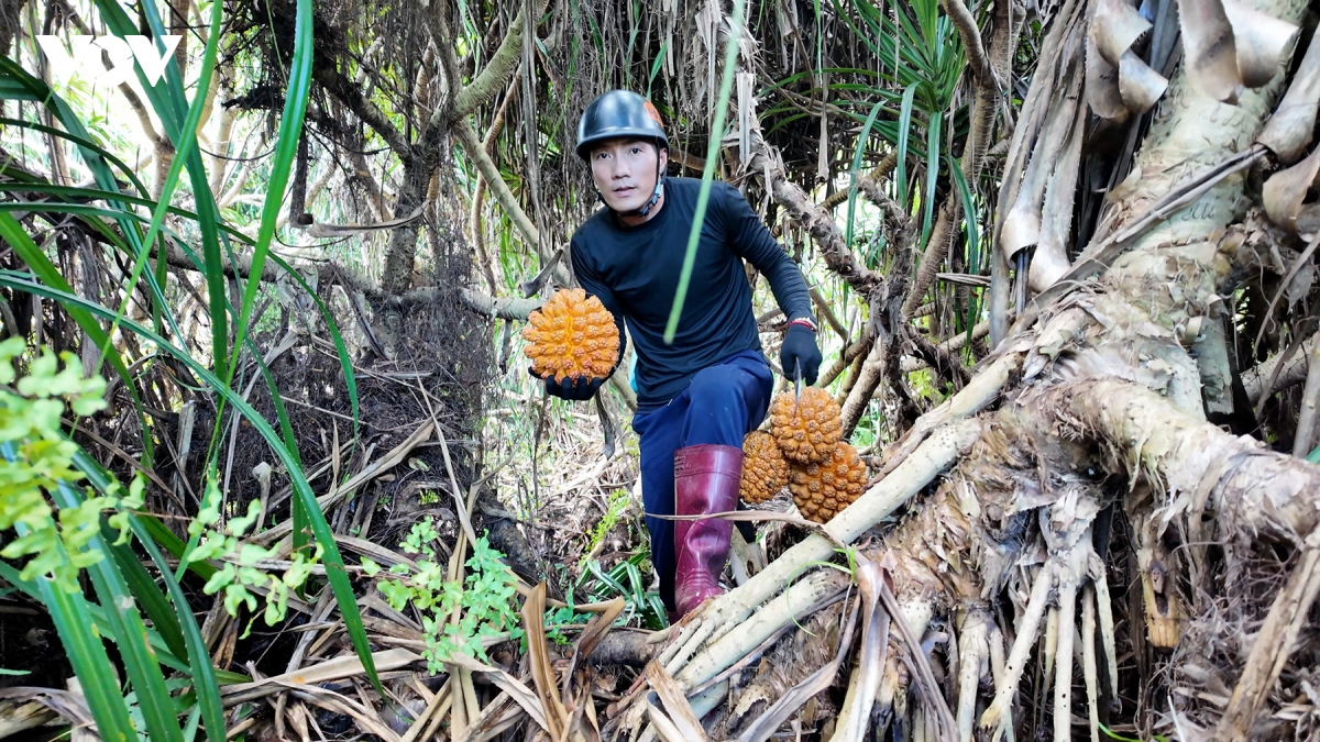 san loc rung giua bien khoi thanh lan co to hinh anh 6