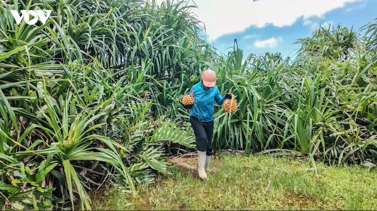 san loc rung giua bien khoi thanh lan co to hinh anh 7