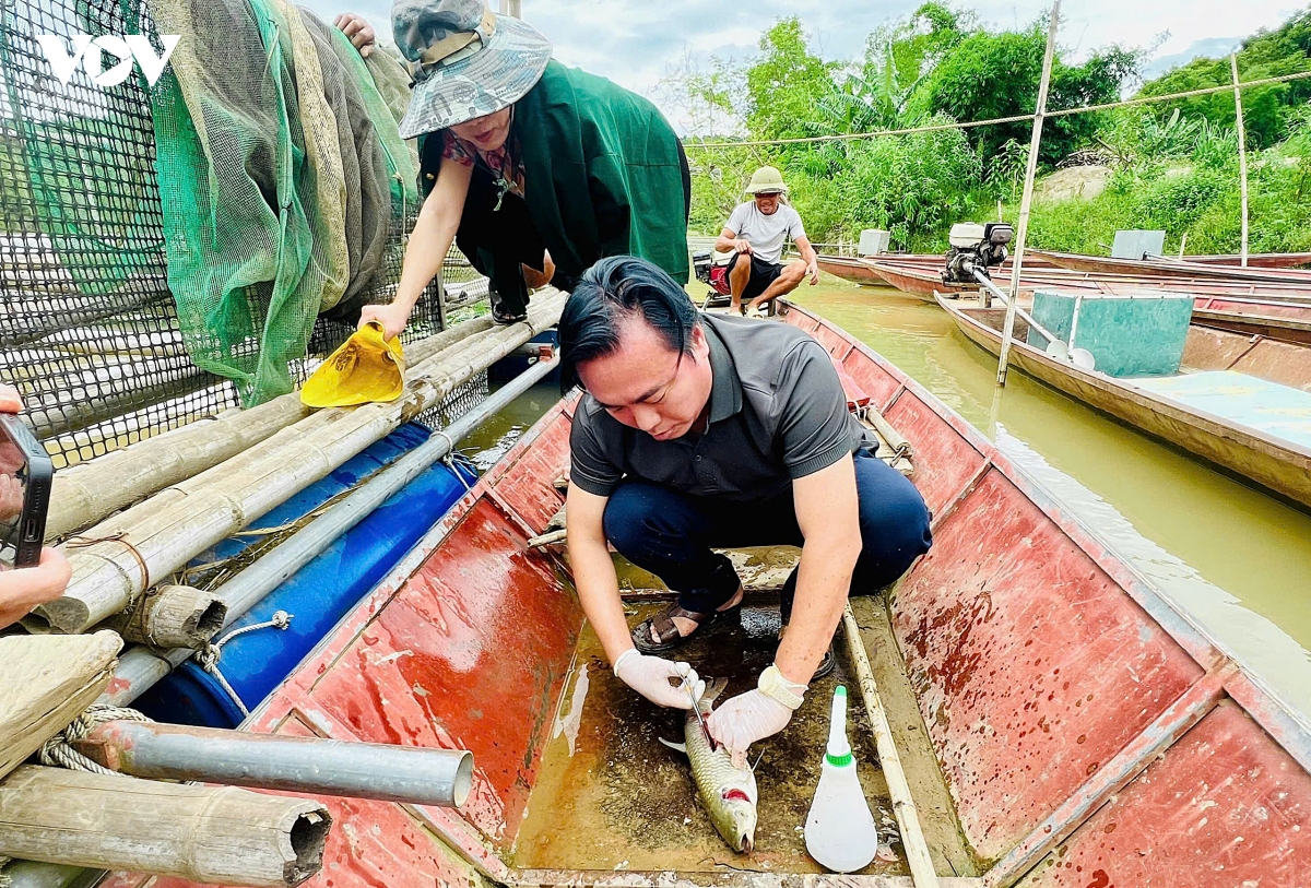 nghe an kiem tra, lay mau xac dinh nguyen nhan ca chet bat thuong tren song lam hinh anh 1