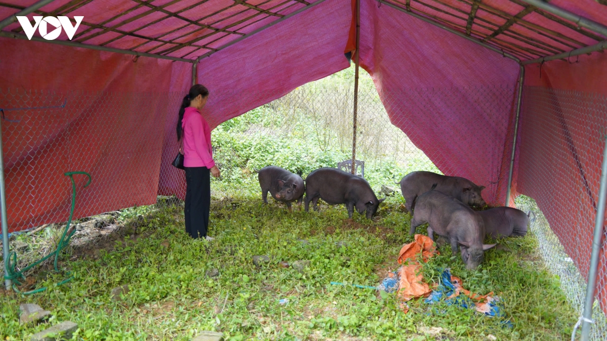 muong khuong lao cai phat huy hieu qua 4 tai cho trong mua lu hinh anh 5