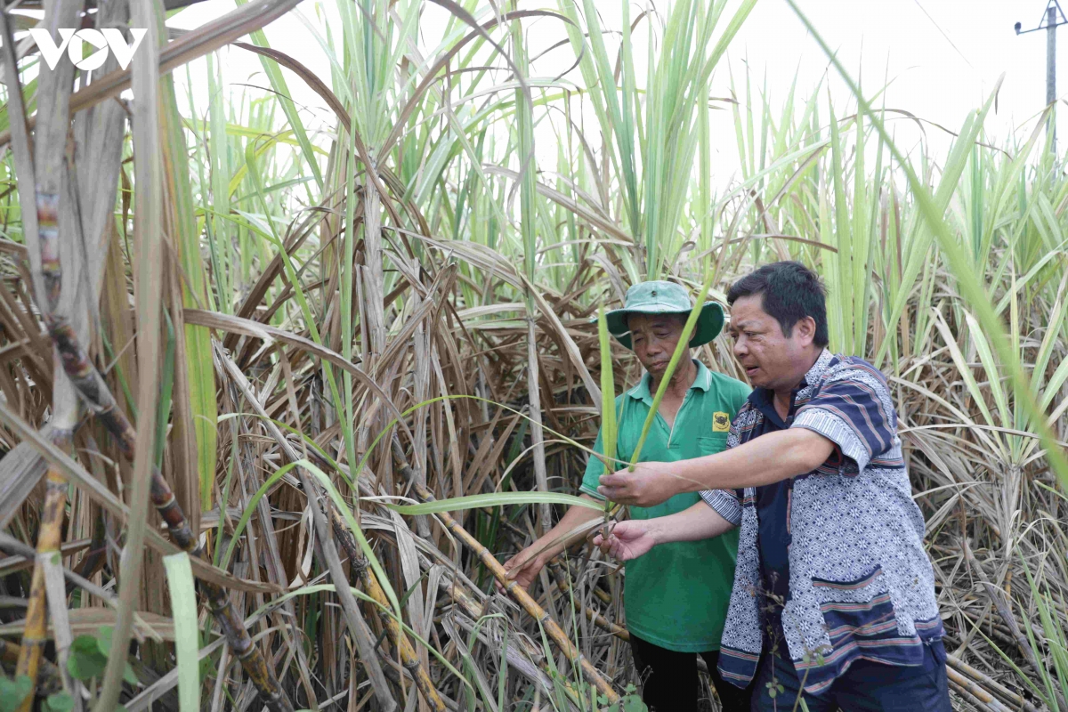 khat nhan luc tu cong truong xay dung den nuong ray lan nha may hinh anh 4