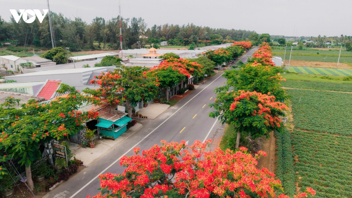ve dep binh yen cua cung duong phuong vi noi tieng vinh long hinh anh 12