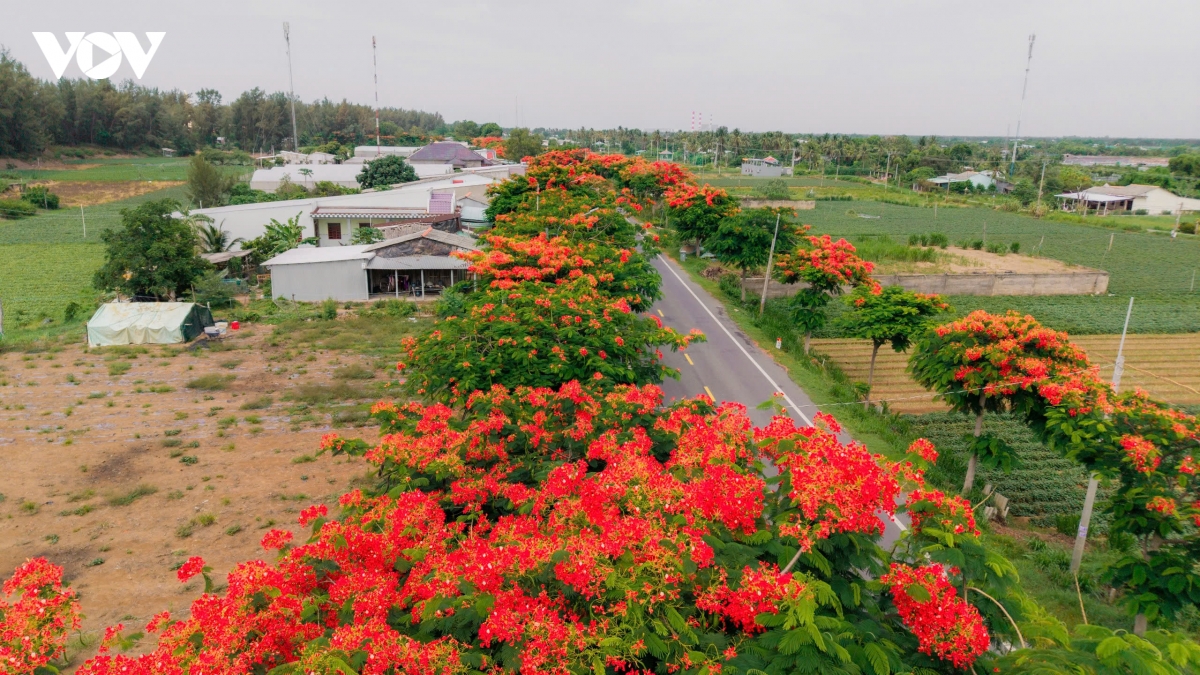Vẻ đẹp bình yên của cung đường phượng vĩ nổi tiếng Vĩnh Long