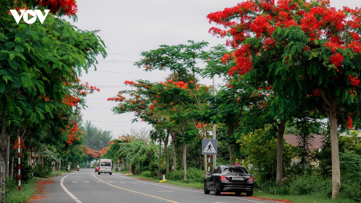 ve dep binh yen cua cung duong phuong vi noi tieng vinh long hinh anh 5