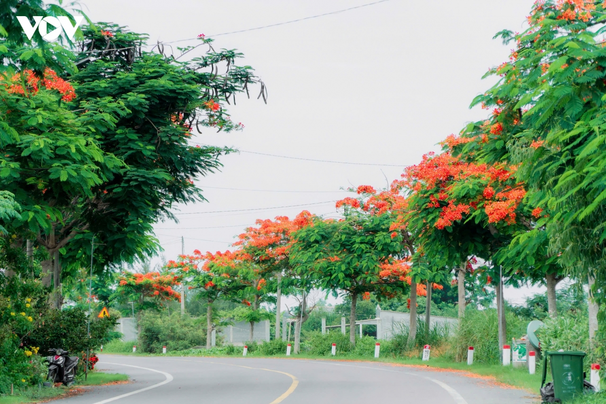 ve dep binh yen cua cung duong phuong vi noi tieng vinh long hinh anh 6