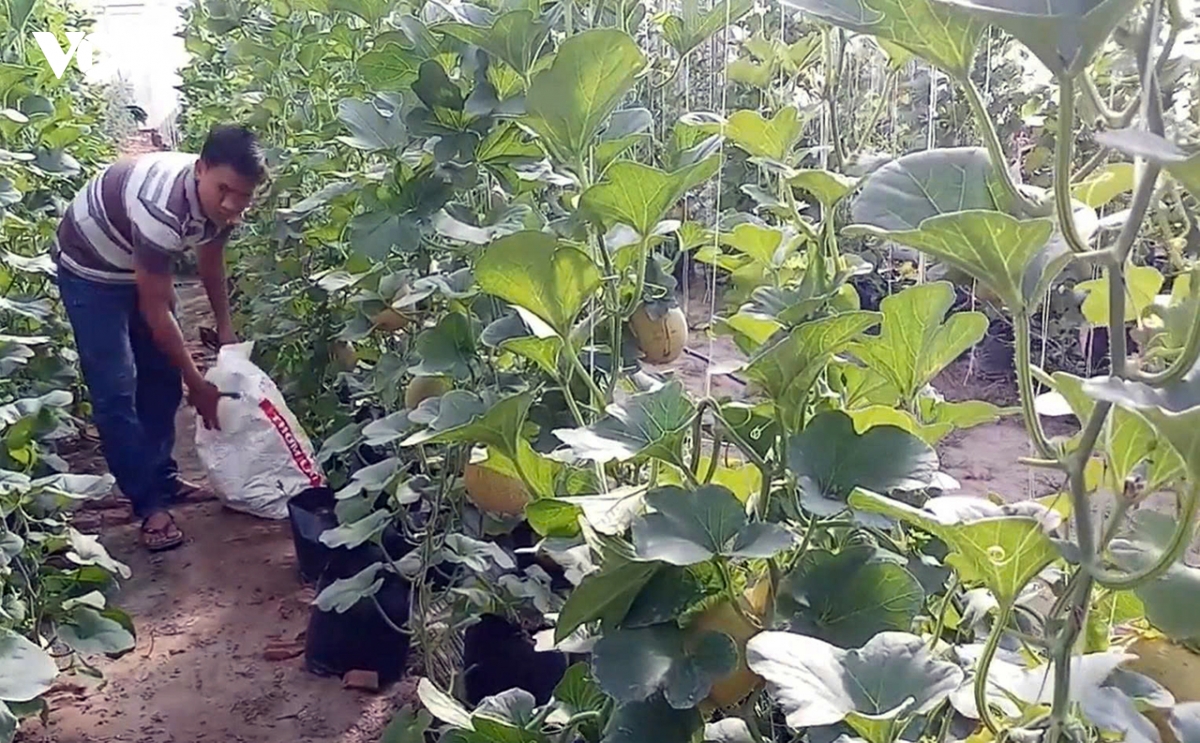 vinh long day manh phat trien nong nghiep ung dung cong nghe cao hinh anh 1