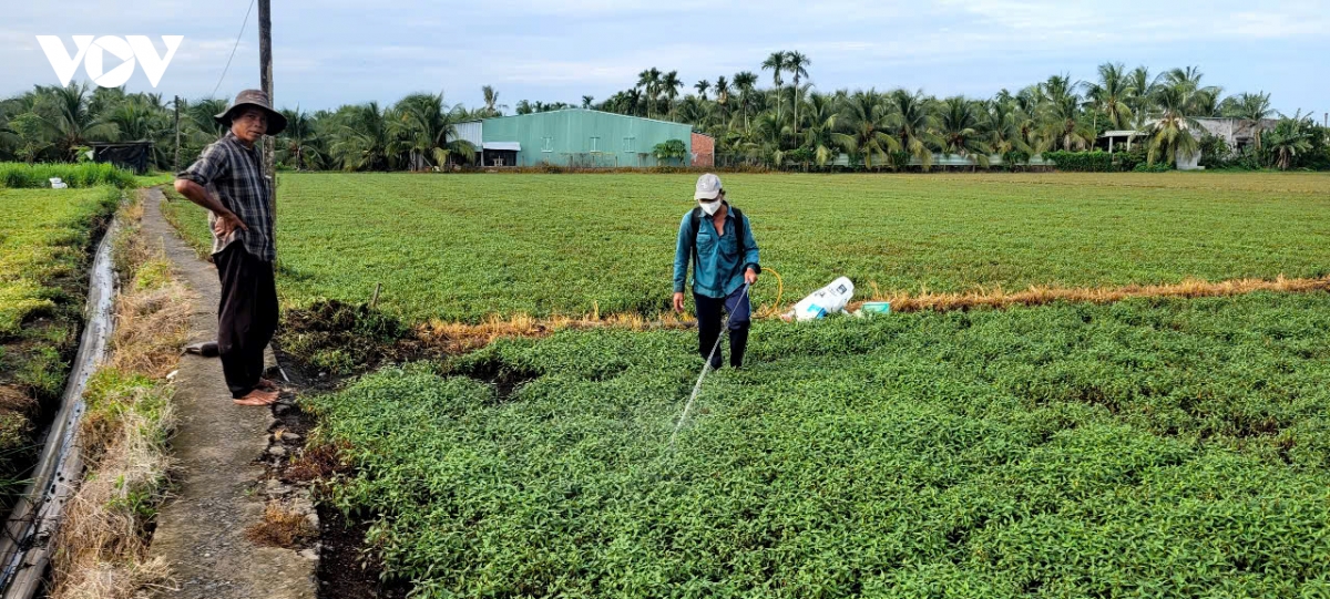 Đồng Tháp: Cây trồng bị thiệt hại nghi do nguồn nước ô nhiễm khoảng 20 tỷ đồng