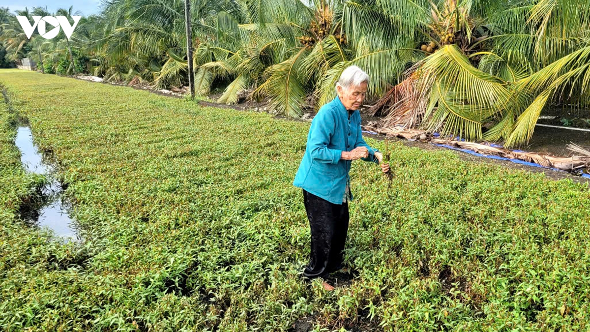 Hơn 430 hộ nông dân Đồng Tháp có cây trồng bị chết, nghi do nguồn nước ô nhiễm