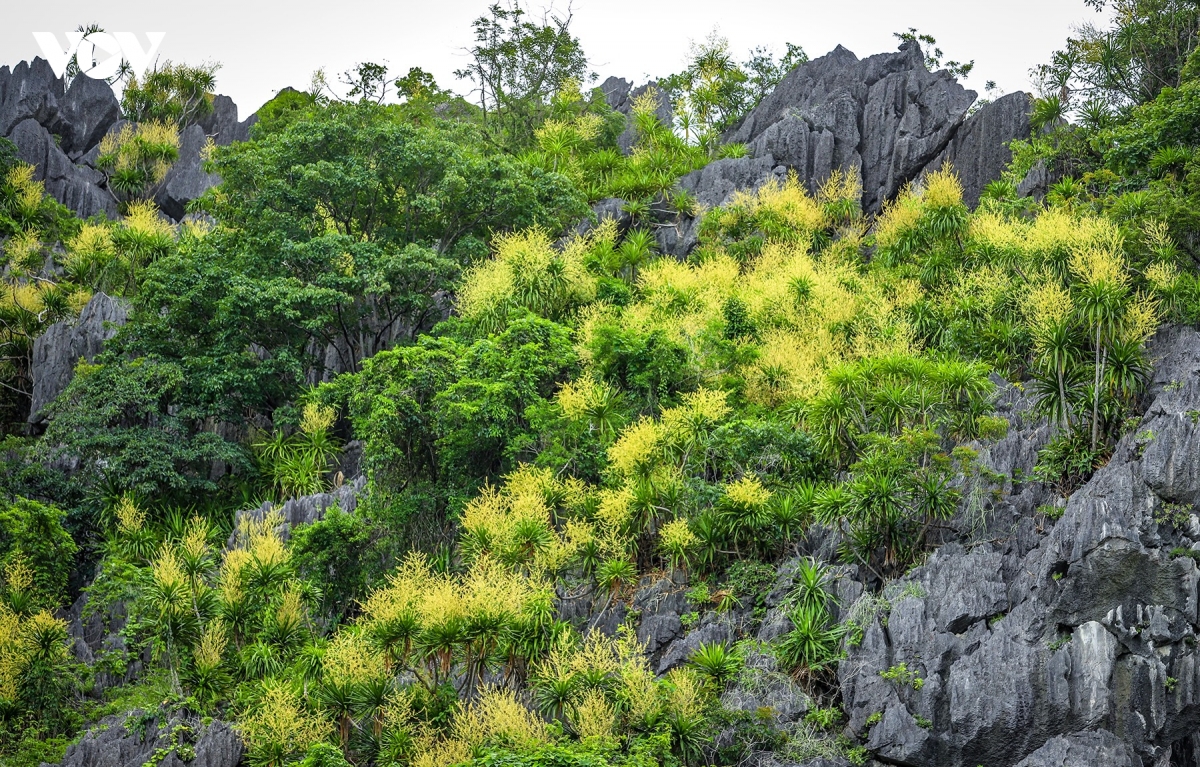 mua phat du nui khoe sac ruc ro tren vinh ha long hinh anh 11
