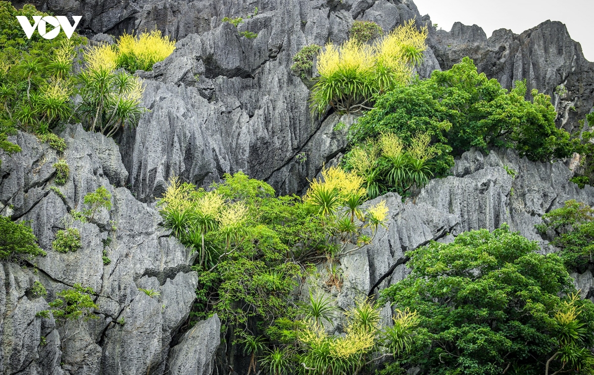 mua phat du nui khoe sac ruc ro tren vinh ha long hinh anh 3