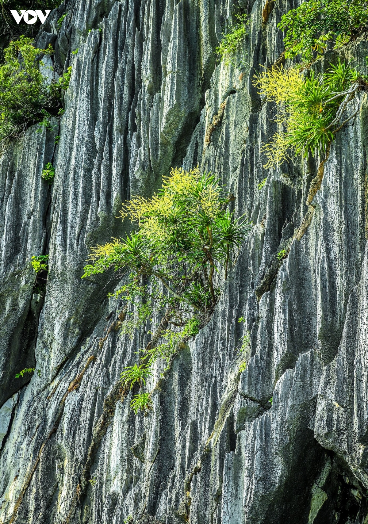 mua phat du nui khoe sac ruc ro tren vinh ha long hinh anh 9