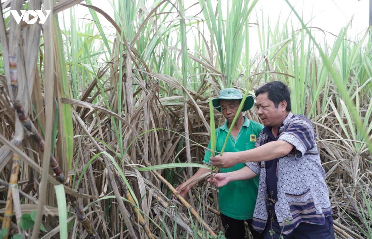 khat nhan luc tu cong truong xay dung den nha may va nuong ray hinh anh 2